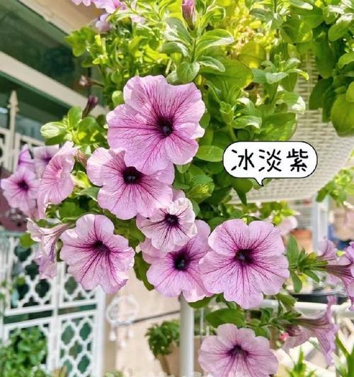 冬季垂吊花卉有哪些推荐？如何挑选适合的品种？