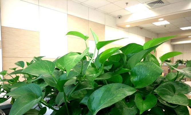 地下室适合种植哪些植物？如何管理？