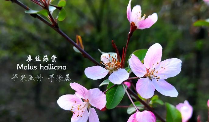 顶级植物家族有哪些名字？它们的特征是什么？