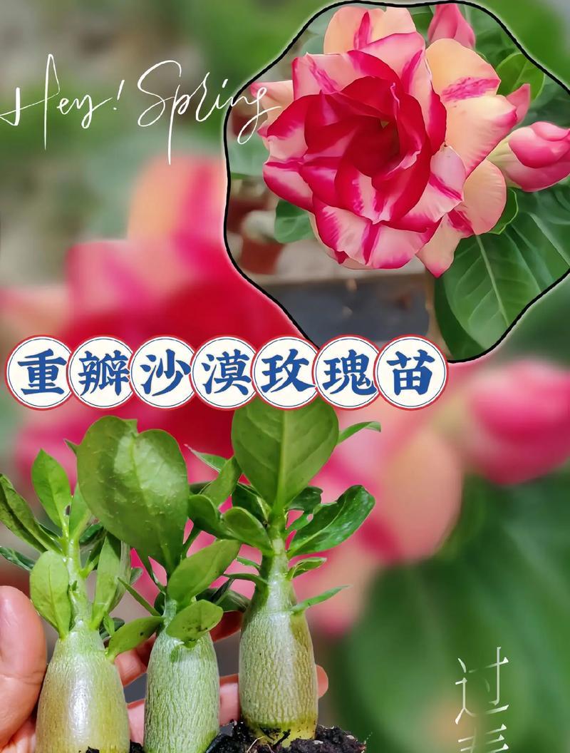 顶级植物家族有哪些名字？它们的特征是什么？