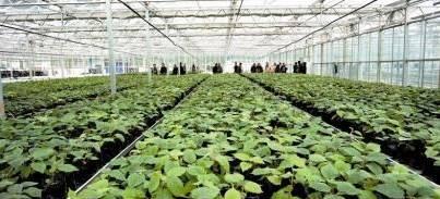 攻击防御植物是什么？它们在园艺中有哪些作用？