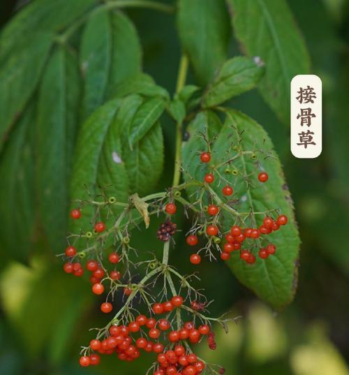攻击防御植物是什么？它们在园艺中有哪些作用？