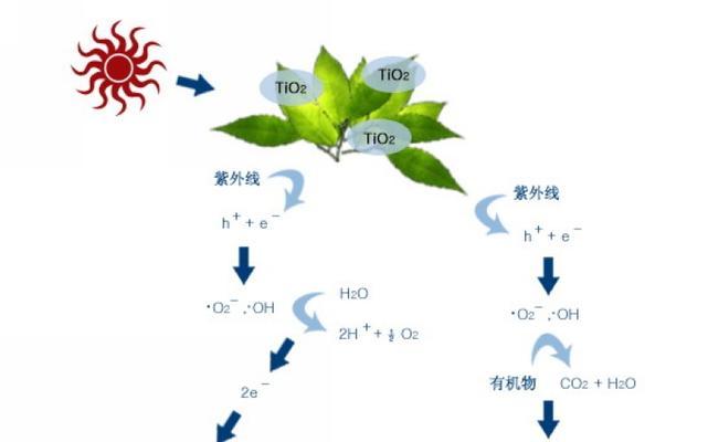 哪些植物具有良好的防辐射效果？它们是如何工作的？