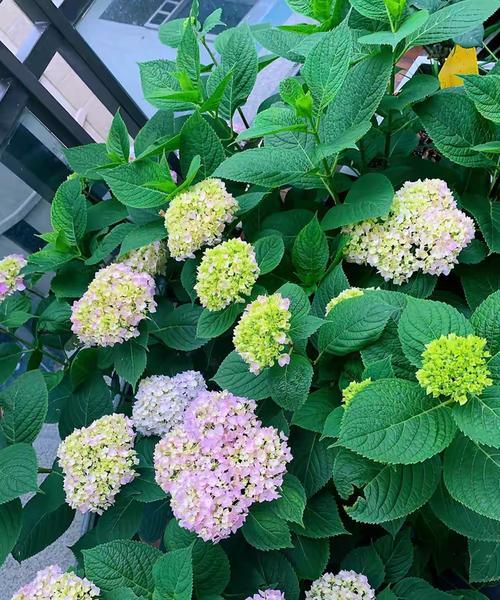 北方地区适合养哪些开花植物？