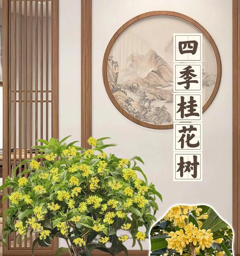 北方地区适合养哪些开花植物？