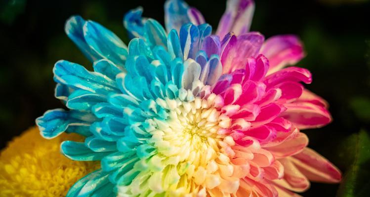 清明节适合摆放哪些花卉植物？