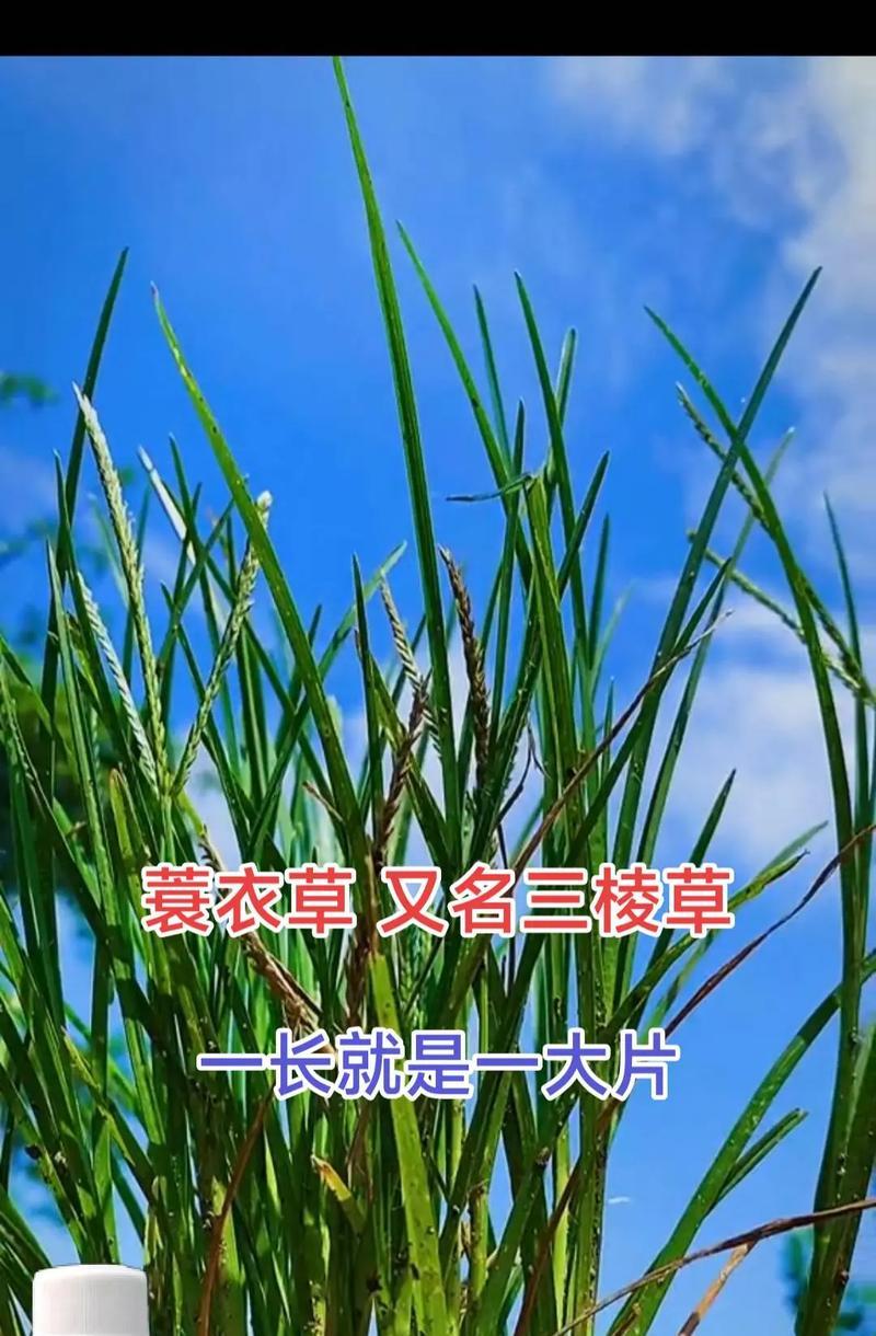 三棱箭花卉有哪些不同品种？它们的特征是什么？