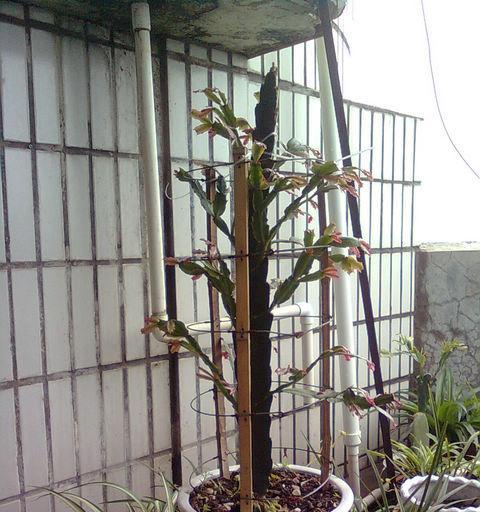 三棱箭花卉有哪些不同品种？它们的特征是什么？
