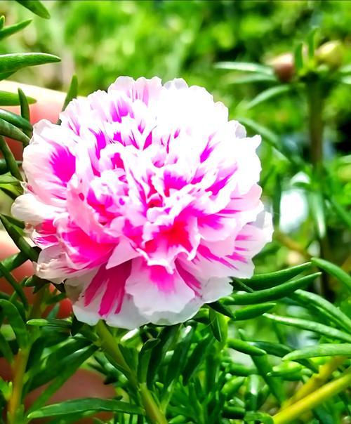 花卉死亡前有哪些征兆？如何预防花卉死亡？