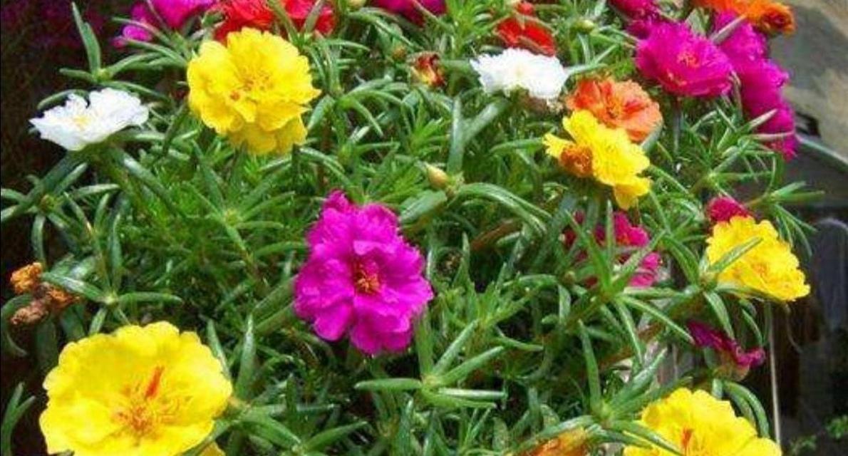 花卉死亡前有哪些征兆？如何预防花卉死亡？