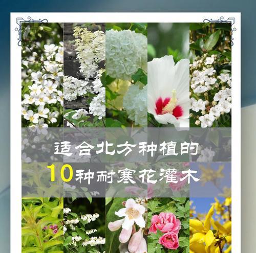 北方花卉种类繁多吗？北方花卉有哪些代表性名字？