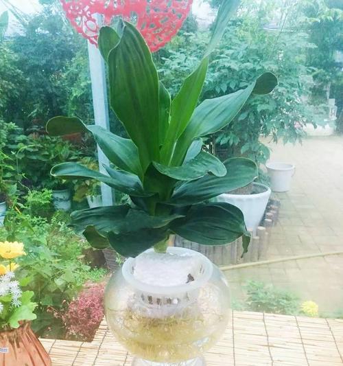 房间内适合摆放哪些植物？它们有哪些好处？