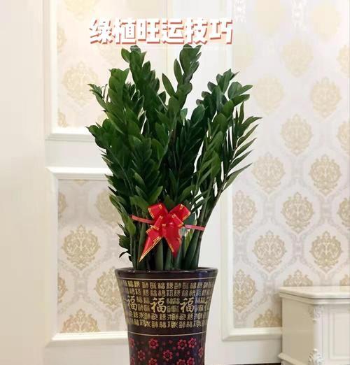 房间内适合摆放哪些植物？它们有哪些好处？