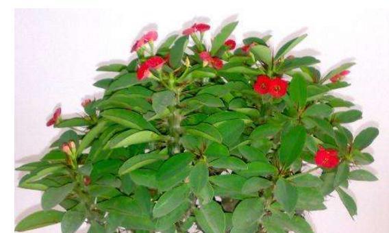 农村种植的带刺草花卉有哪些？这些花卉的名称是什么？
