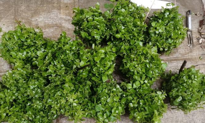 农村种植的带刺草花卉有哪些？这些花卉的名称是什么？