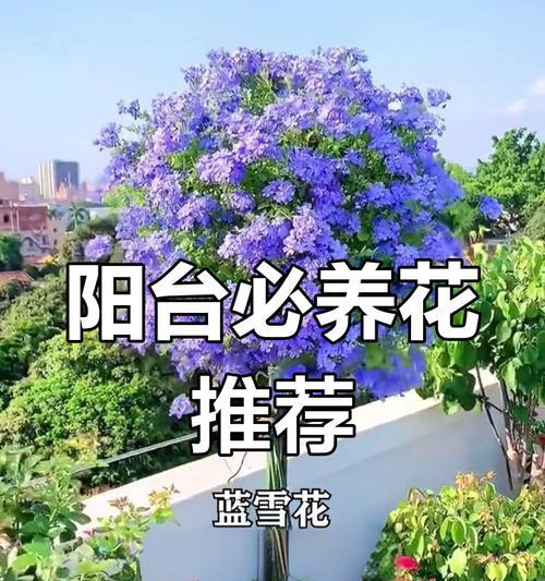 阳台耐旱花卉有哪些？如何选择适合阳台种植的花卉？