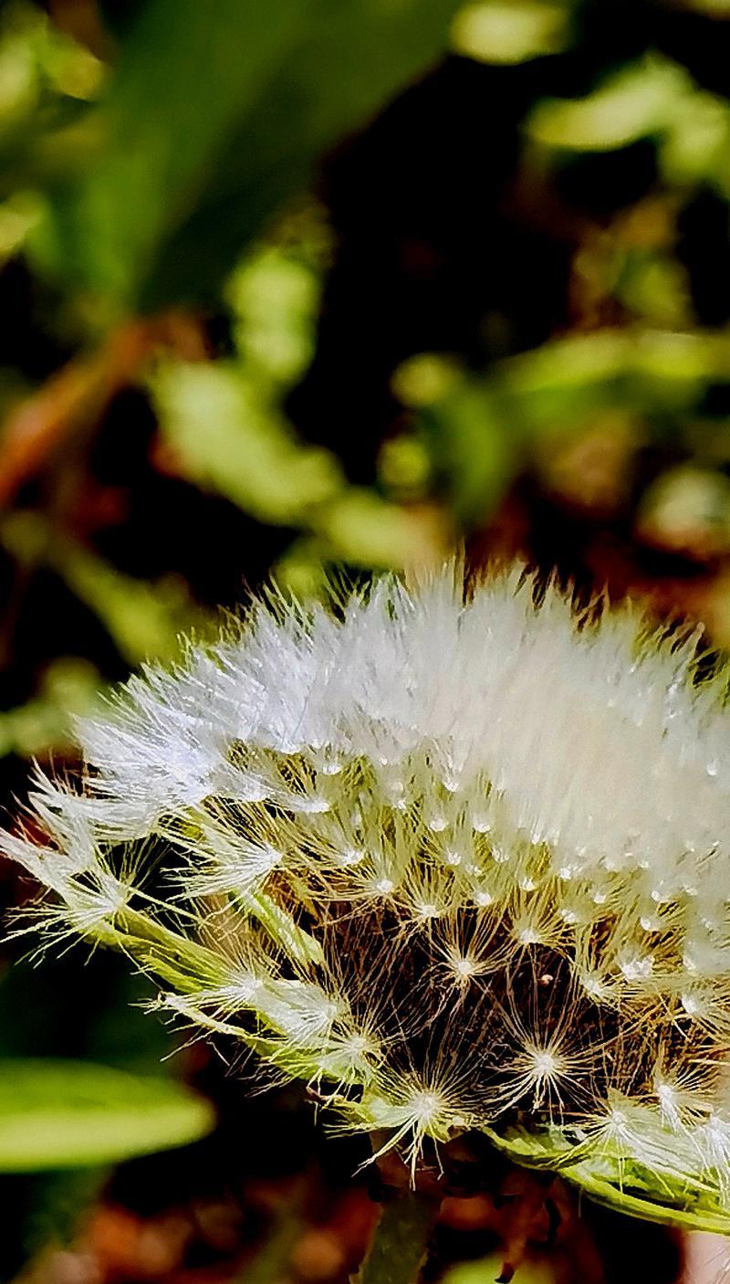 正午阳光的花卉是什么？哪些花卉能在强烈阳光下生长？