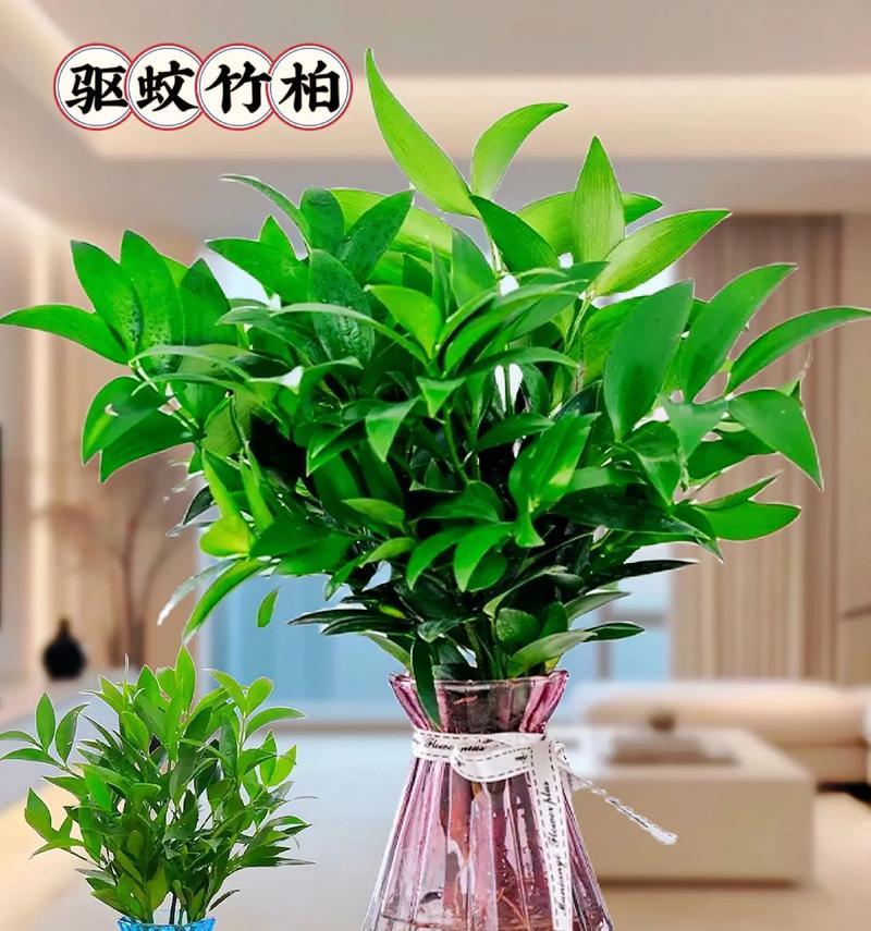 夏季摆放哪些植物可以驱蚊？如何正确摆放？