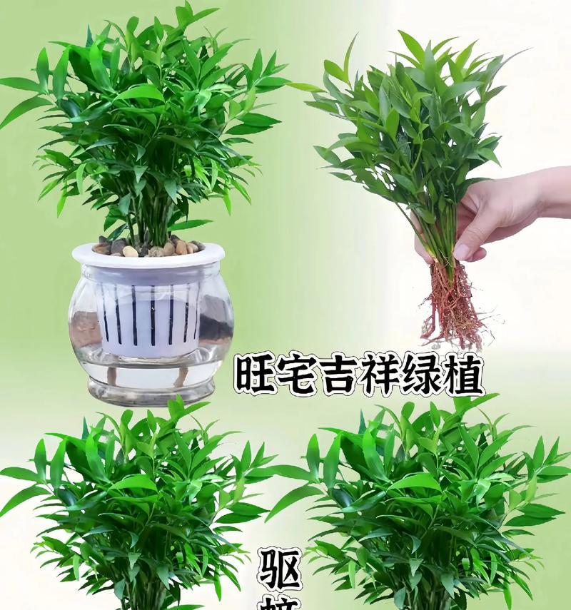 夏季摆放哪些植物可以驱蚊？如何正确摆放？