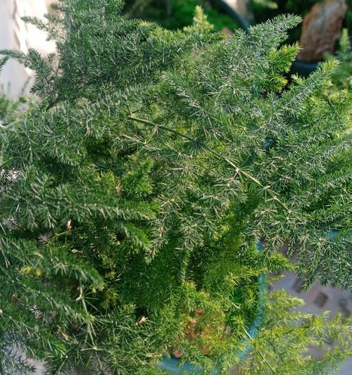 夏季摆放哪些植物可以驱蚊？如何正确摆放？