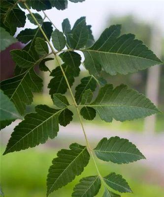植物雕塑专业的正确名称是什么？学习该专业需要哪些技能？