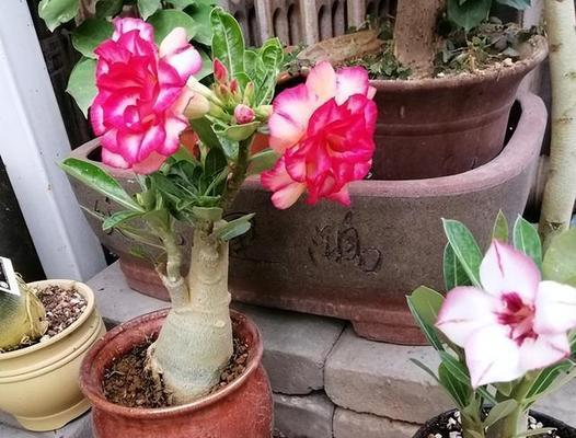 最合适男生种的花卉有哪些？它们的特性是什么？