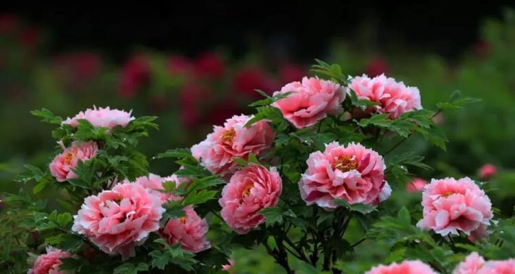 莘县花卉品种有哪些？莘县的花卉种植情况如何？