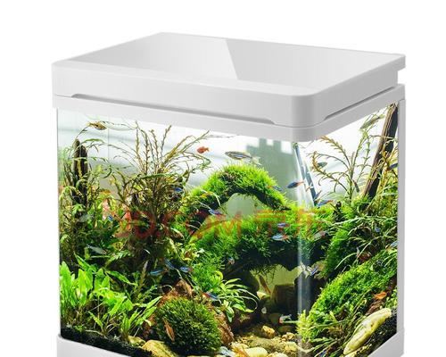 植物缸换水频率是多少？多久换一次水最合适？