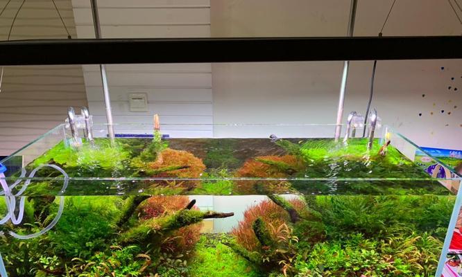 植物缸换水频率是多少？多久换一次水最合适？