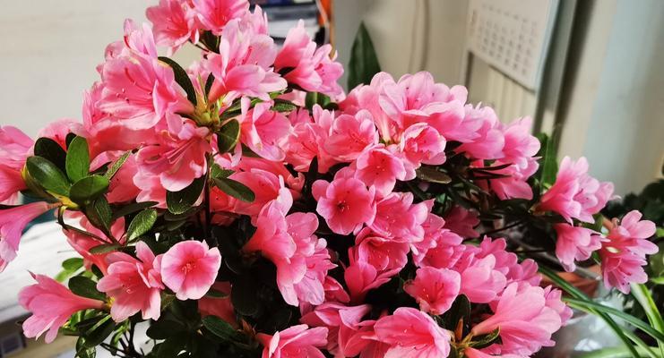 菩提花卉日常养护需要注意什么？