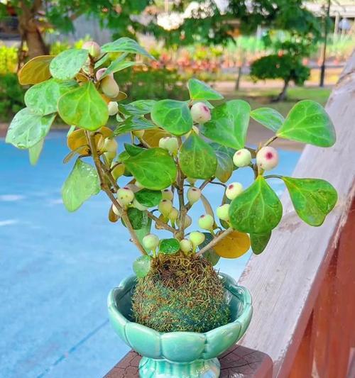菩提花卉日常养护需要注意什么？