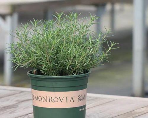 植物香料是什么？有哪些常见的植物香料？