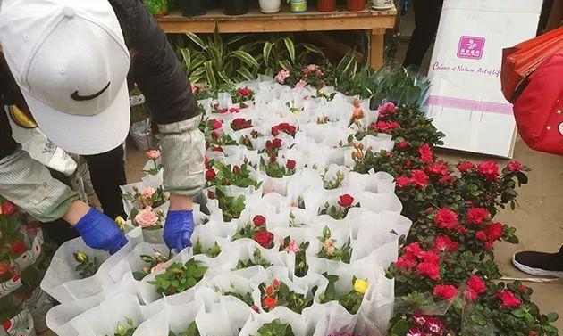 开花花卉清仓处理措施有哪些？清仓处理的方法和效果是什么？