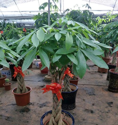 开花花卉清仓处理措施有哪些？清仓处理的方法和效果是什么？