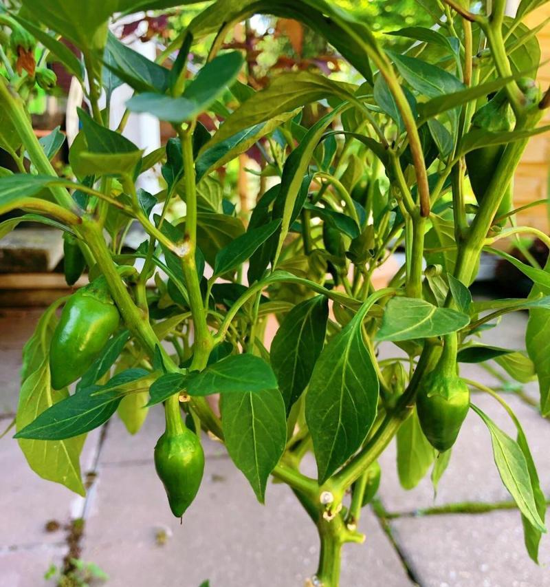 道具盆栽辣椒怎么种植？盆栽辣椒的养护技巧是什么？