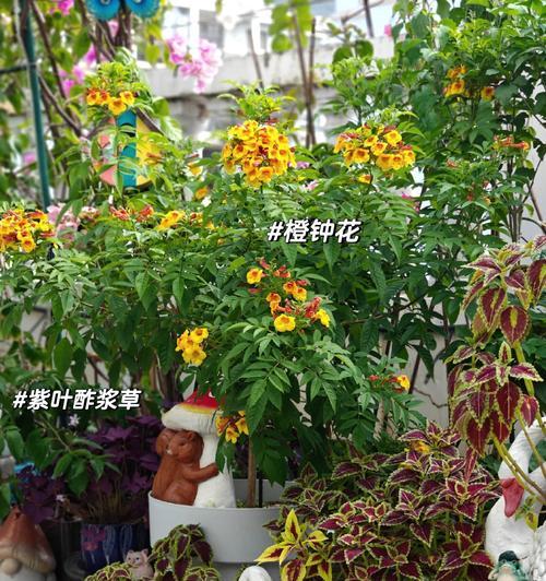 哪些花卉能够承受暴晒环境？