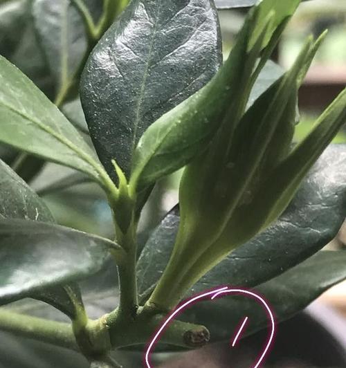 植物折断后如何进行恢复处理？