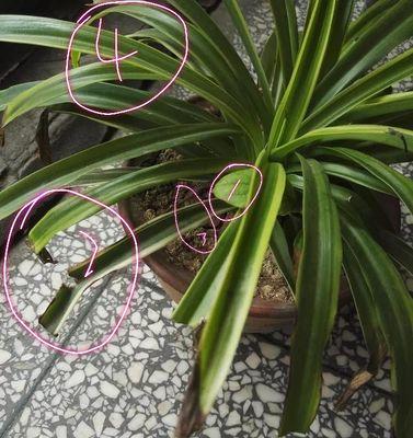 植物折断后如何进行恢复处理？