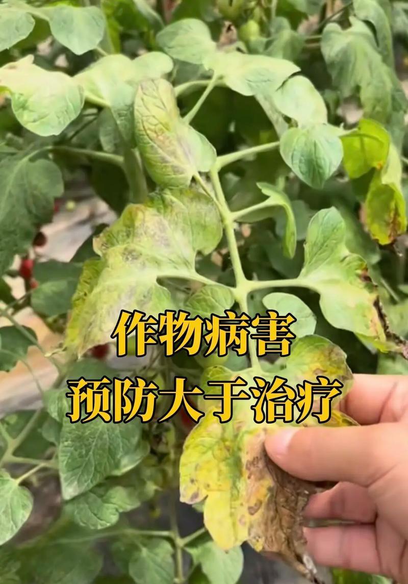植物最全病害有哪些呢？如何有效预防和治疗？