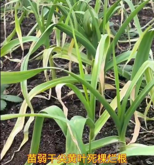 植物最全病害有哪些呢？如何有效预防和治疗？