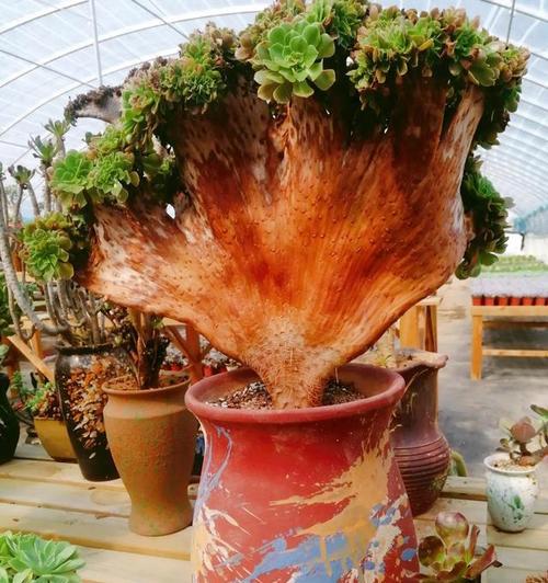 板子适合养哪些植物？如何选择合适的植物？