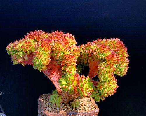 板子适合养哪些植物？如何选择合适的植物？