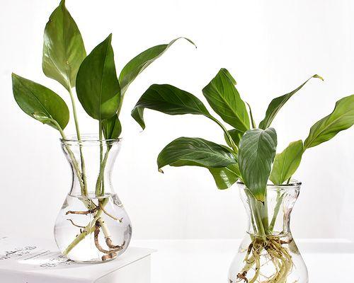玻璃植物容器的材质有哪些选择？