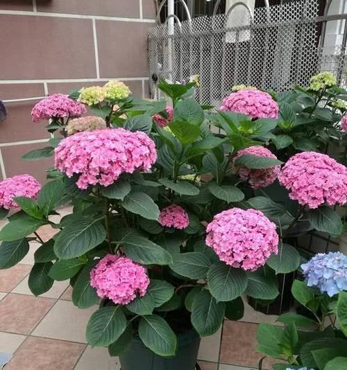 带花盆发货的花卉有哪些？如何选择适合邮寄的花卉品种？