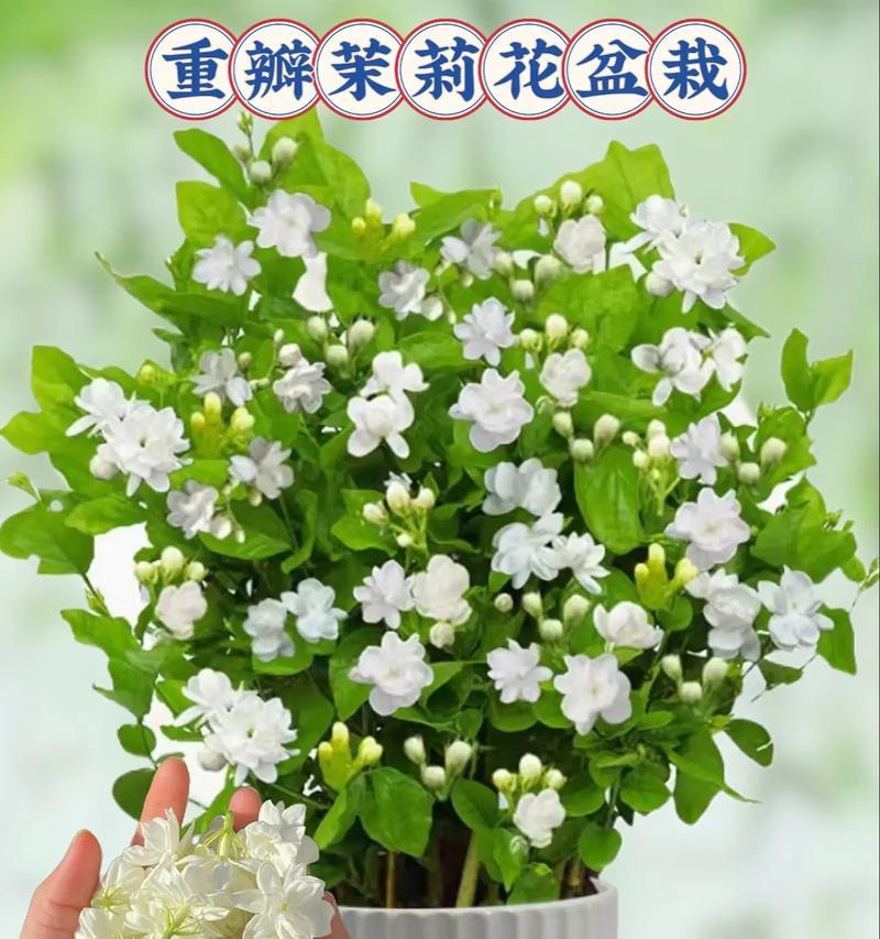 带花盆发货的花卉有哪些？如何选择适合邮寄的花卉品种？