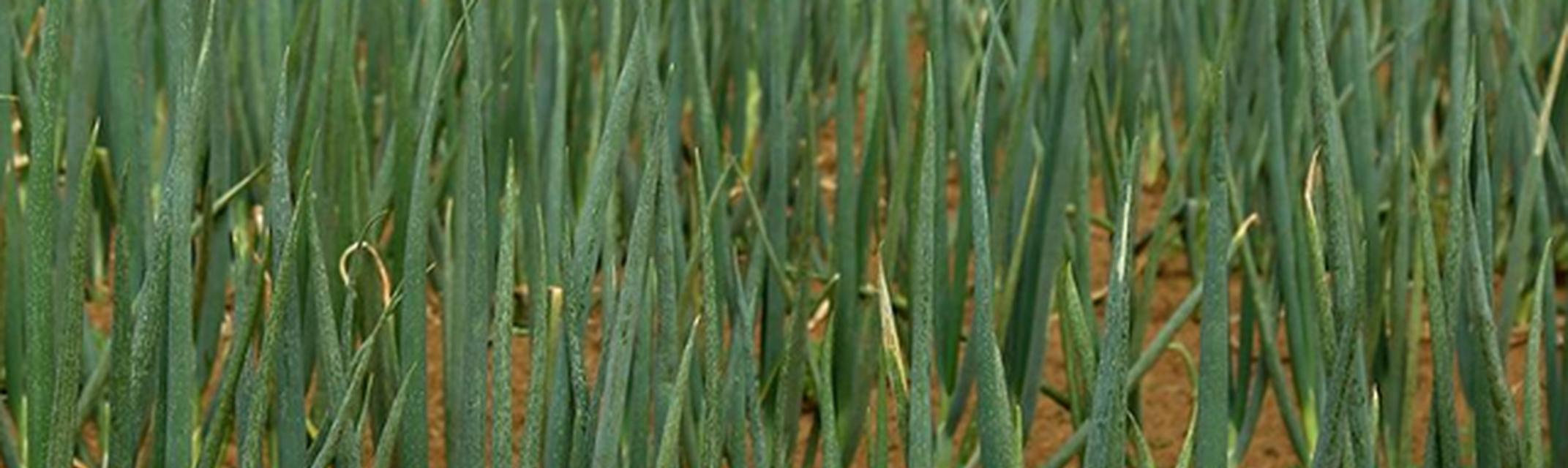 有哪些植物与大蒜相似？这些植物的用途是什么？
