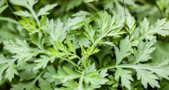 什么植物能缓解脚痛？它们的药用价值是什么？