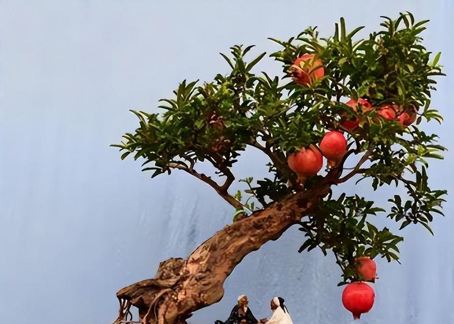 哪些盆栽花卉能在室内结果实？室内果实盆栽花卉的选择标准是什么？