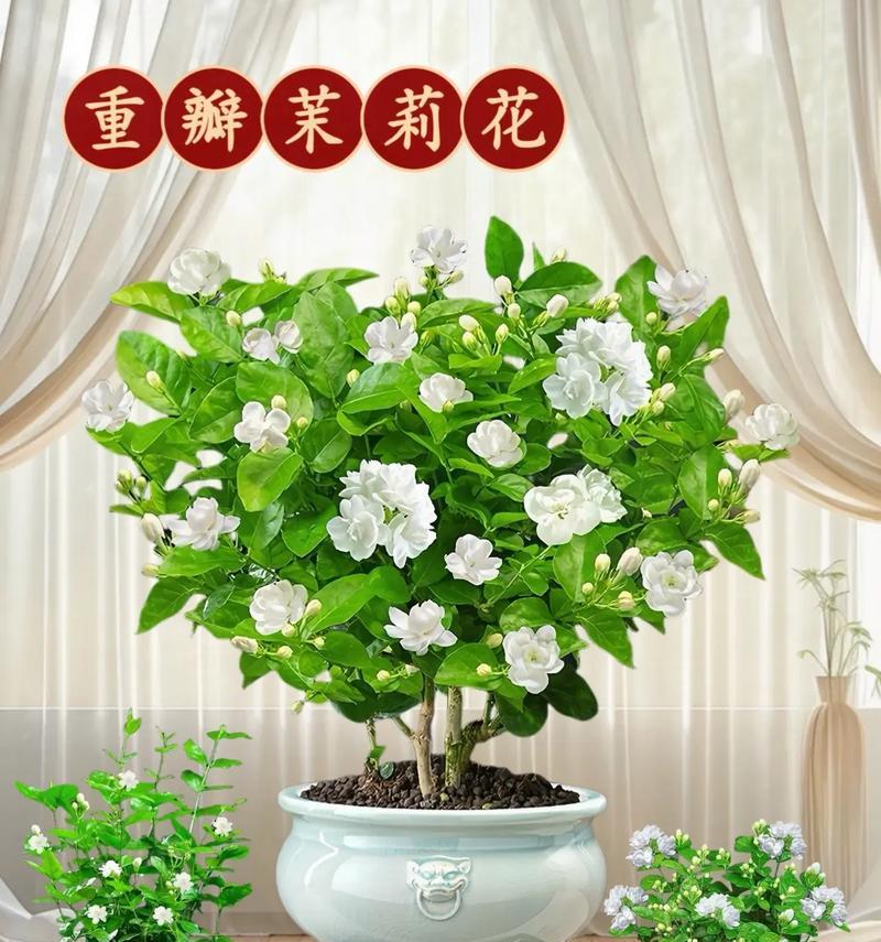 哪些盆栽花卉能在室内结果实？室内果实盆栽花卉的选择标准是什么？