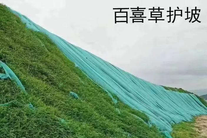 怎么介绍草坪种子植物？草坪种子植物的特性是什么？